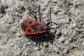 Kowal bezskrzydy (Pyrrhocoris apterus)