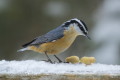 Kowalik czarnogowy (Sitta canadensis)