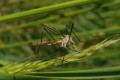 Koziuka warzywna (Tipula oleracea)