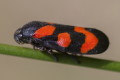 Krasanka natrawka (Cercopis vulnerata)