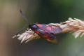 Zygaena trifolii