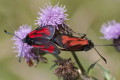 Kranik purpuraczek (Zygaena purpuralis)