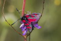 Kranik szecioplamek (Zygaena filipendulae)