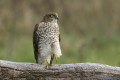 Krogulec (Accipiter nisus)