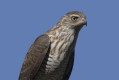 Krogulec szary (Accipiter ovampensis)