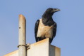 Corvus albus