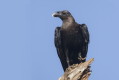 Kruk wielkodzioby (Corvus albicollis)