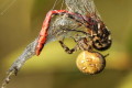 Krzyak kowy (Araneus quadratus)