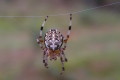 Krzyak ogrodowy (Araneus diadematus)