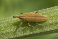 Lixus iridis