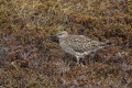 Kulik mniejszy (Numenius phaeopus)