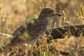 Kulon plamisty (Burhinus capensis)