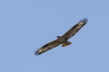 Buteo rufinus