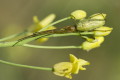 Kwadratnik trzcinowy (Tetragnatha extensa)