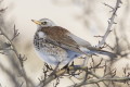 Turdus pilaris