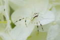 Kwietnik (Misumena vatia)