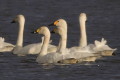 abd czarnodzioby (Cygnus columbianus)