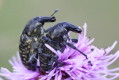 Larinus sp (Larinus sp)