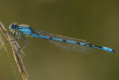 Coenagrion ornatum