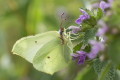 Latolistek cytrynek (Gonepteryx rhamni)