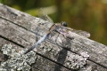 Orthetrum cancellatum