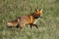 Lis (Vulpes vulpes)