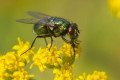 Mucha zielona (Lucilia sericata)