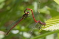 unica czerwona (Pyrrhosoma nymphula)