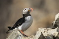 Maskonur (Fratercula arctica)