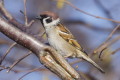 Mazurek (Passer montanus)