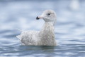 Mewa blada (Larus hyperboreus)