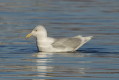 Mewa polarna (Larus glaucoides)