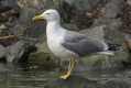 Mewa romaska (Larus michahellis)