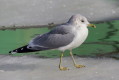 Mewa siwa (Larus canus)