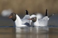 Larus ridibundus