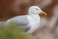 Mewa srebrzysta (Larus argentatus)