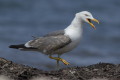 Mewa tonoga (Larus fuscus)