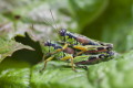 Mirka alpejska (Miramella alpina)