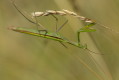 Modliszka zwyczajna (Mantis religiosa)