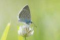 Modraszek amandus (Polyommatus amandus)