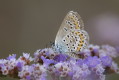 Plebejus argus