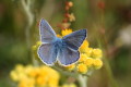 Polyommatus icarus