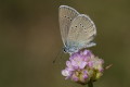 Polyommatus semiargus