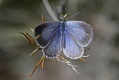 Modraszek wieszczek (Celastrina argiolus)