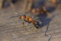 Mrówka rudnica (Formica rufa)