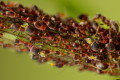 Mszyca (Aphidoidea sp)
