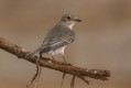 Mucharka szara (Melaenornis microrhynchus)