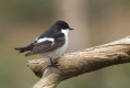 Muchowka aobna (Ficedula hypoleuca)