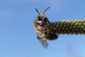 Murarka ruda (Osmia rufa)