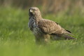 Myszow (Buteo buteo)